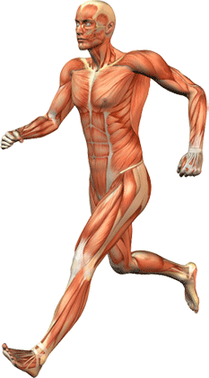Тренировка мышц человека